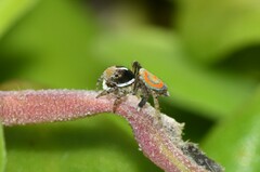 Maratus pavonis