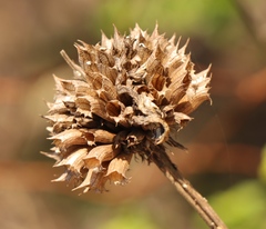 Leonotis ocymifolia