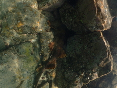 Orectolobus halei
