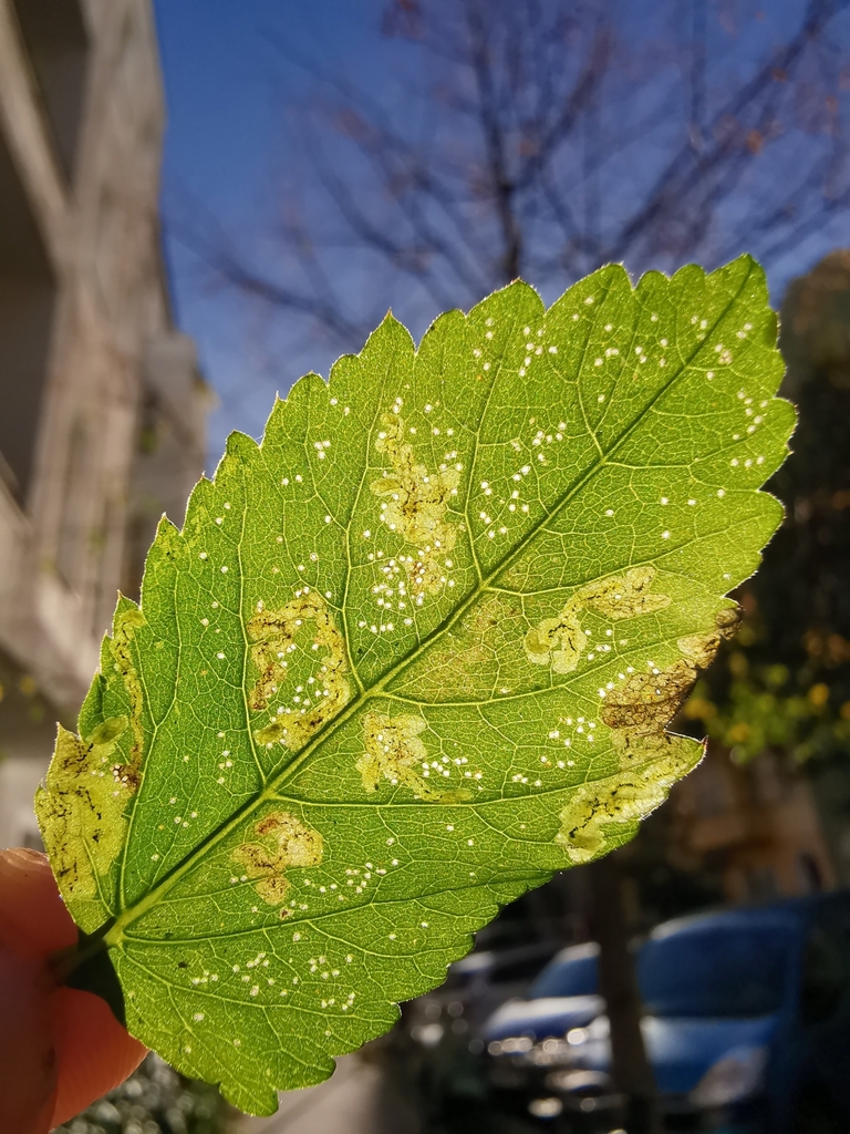 Phytomyza podagrariae