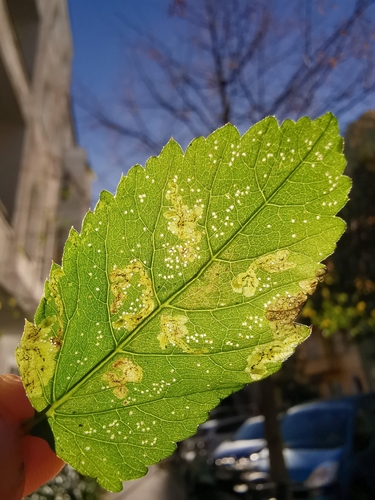 Phytomyza podagrariae