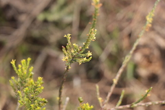 Struthiola parviflora