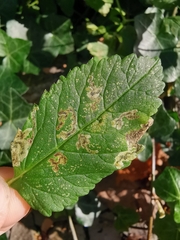 Phytomyza podagrariae