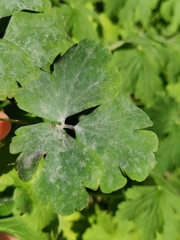 Erysiphe aquilegiae