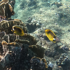 Chaetodon fasciatus