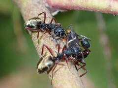 Dolichoderus doriae
