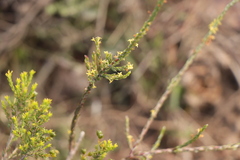 Struthiola parviflora