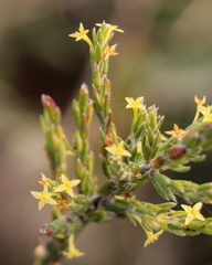 Struthiola parviflora