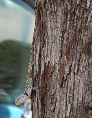 Acanthocercus atricollis