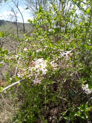 Ehretia rigida
