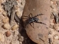 Nyssus albopunctatus