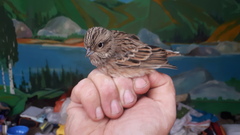 Emberiza cioides