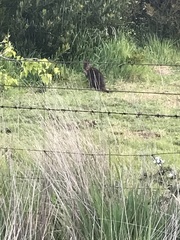 Thylogale billardierii