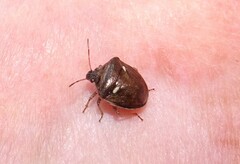 Eysarcoris distinctus