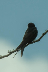 Psalidoprocne pristoptera