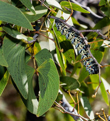 Gonimbrasia belina