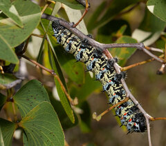Gonimbrasia belina