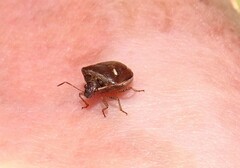 Eysarcoris distinctus