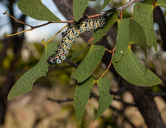 Gonimbrasia belina
