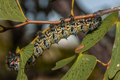 Gonimbrasia belina