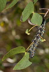 Gonimbrasia belina