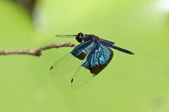 Rhyothemis resplendens