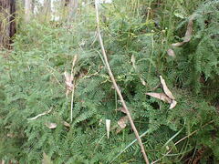 Gleichenia
