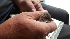 Emberiza cioides