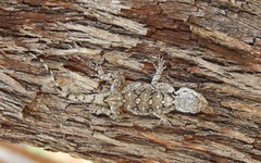 Acanthocercus atricollis