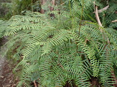 Gleichenia