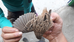 Emberiza cioides