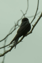 Psalidoprocne pristoptera