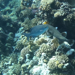 Kyphosus cinerascens