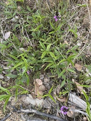 Cullen microcephalum