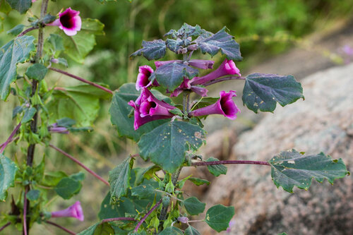 Rogeria adenophylla image