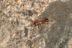 Myrmecia nigriscapa