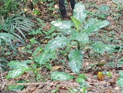 Dieffenbachia seguine
