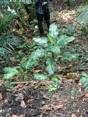 Dieffenbachia seguine