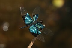 Rhyothemis resplendens