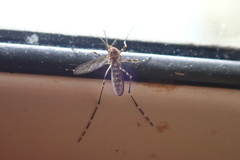Aedes