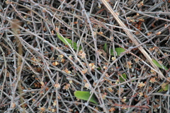 Muehlenbeckia ephedroides