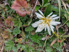Hypochaeris sessiliflora