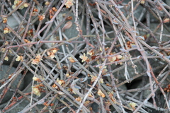 Muehlenbeckia ephedroides