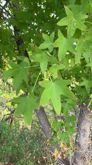 Liquidambar styraciflua