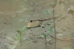 Periophthalmodon schlosseri