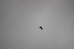 Cacatua galerita galerita