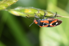 Melanerythrus mactans