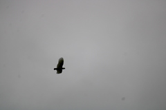 Cacatua galerita galerita