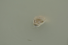 Cerberus schneiderii