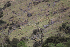 Cacatua galerita galerita